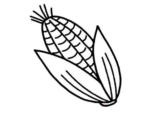 简笔画玉米 简笔画玉米的画法