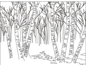 白桦树手绘图图片
