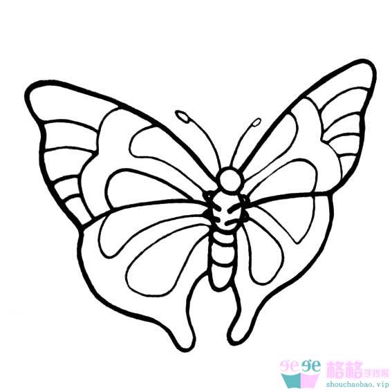 小阔条纹蝶的画图片