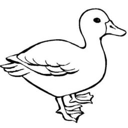 画小鸭子的简笔画 如何画小鸭子简笔画步骤