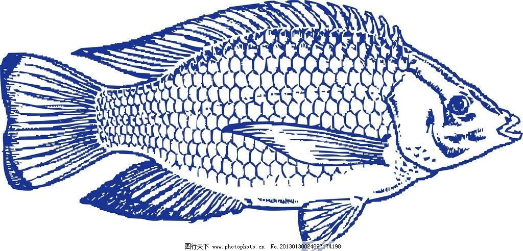 罗非鱼的画法图片