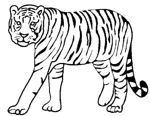 凶猛的老虎简笔画宠物正文用画笔画下来,感觉不到它们的凶猛【3】