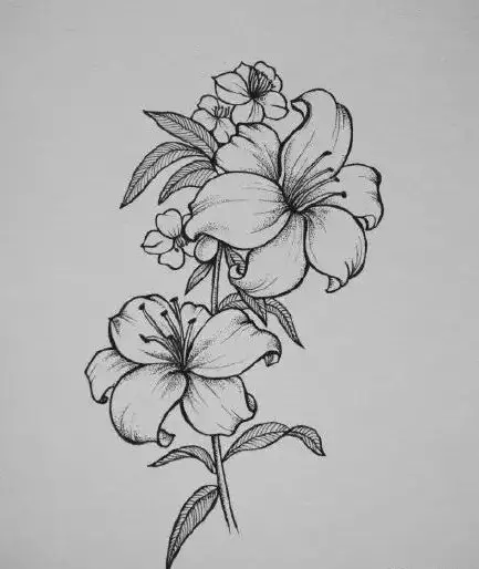 黑白画花朵一张画图片