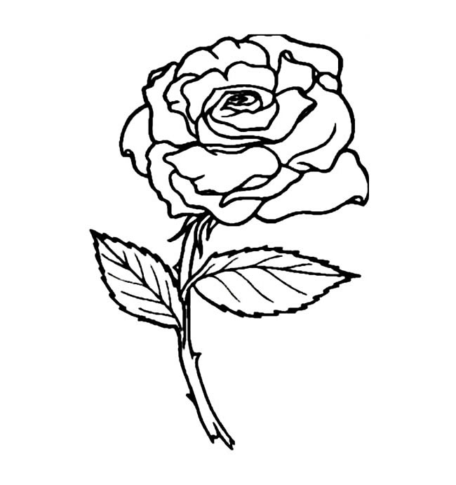 玫瑰花的画 玫瑰花的画法简笔画