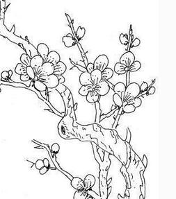 梅花树的简笔画 梅花树的简笔画图片大全