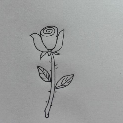 玫瑰花的画 玫瑰花的画法简笔画