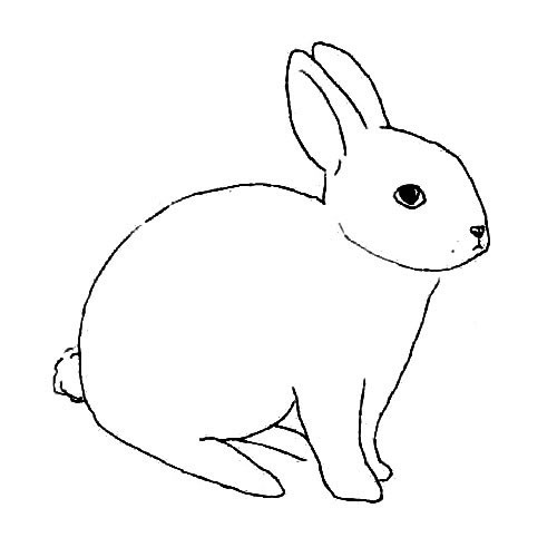 如何画小白兔简笔画步骤 简笔小白兔怎么画步骤