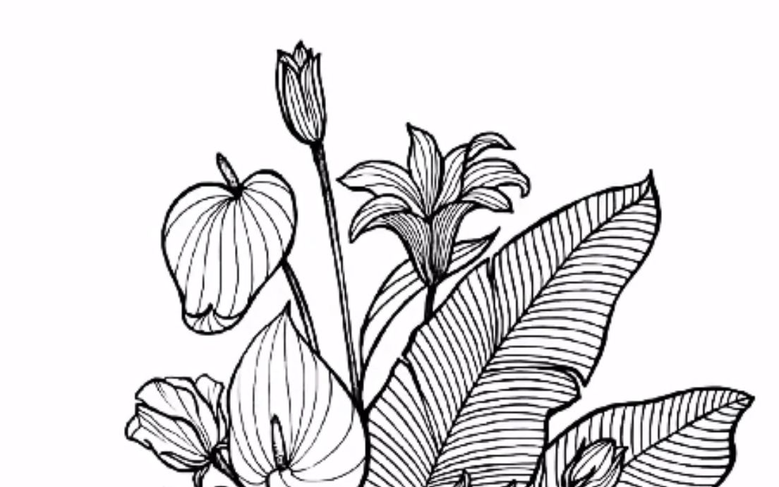 植物装饰画黑白 植物装饰画黑白简笔