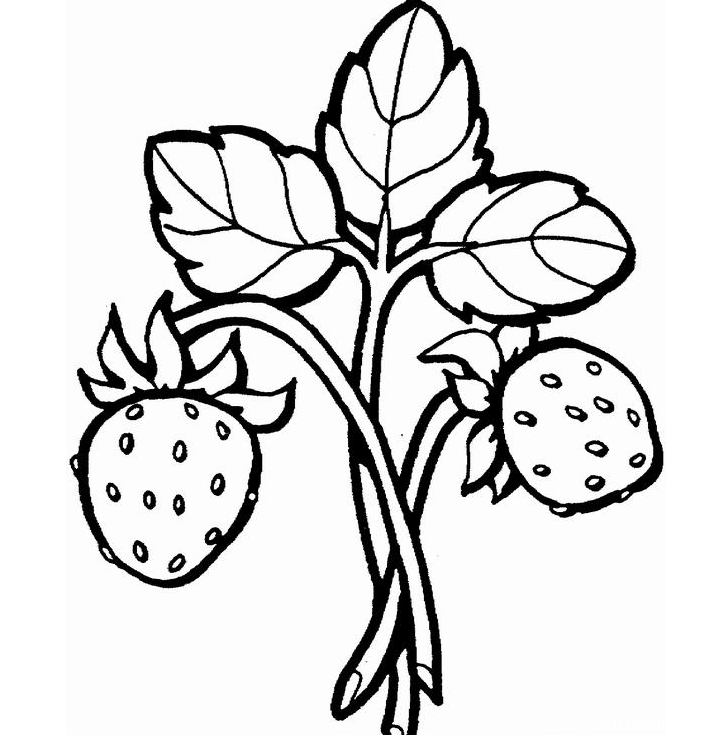 草莓叶子简笔画 草莓叶子简笔画图片