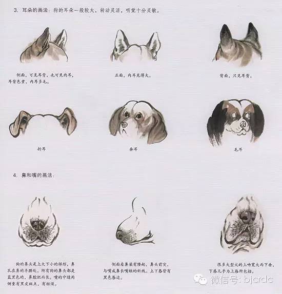 狗耳朵怎么画 狗耳朵怎么画最简单画法