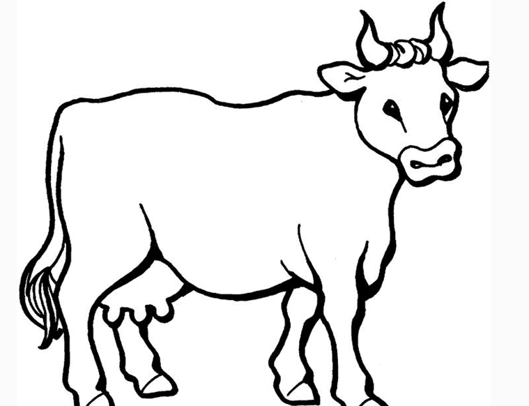 公牛的简笔画 公牛的简笔画超简单
