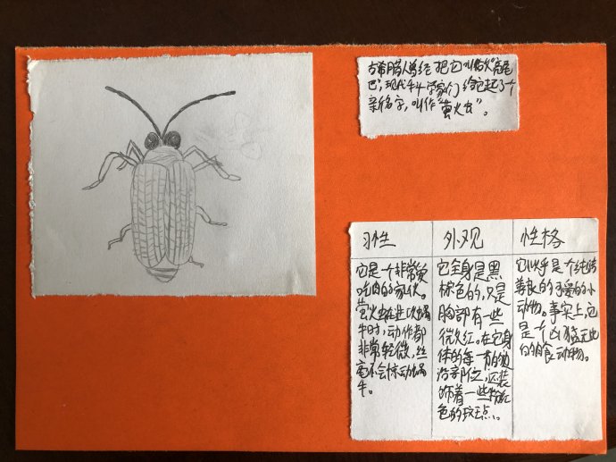 读书卡片昆虫记 昆虫记的读书卡片