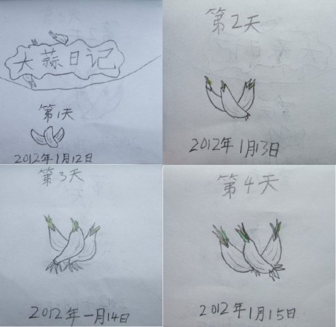《大蒜日记》——手绘蒜苗生长过程(图后附文字记录)大蒜的儿童简笔画