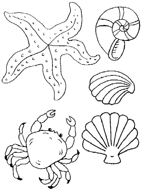 海螺和贝壳的简笔画 海螺和贝壳项链简笔画