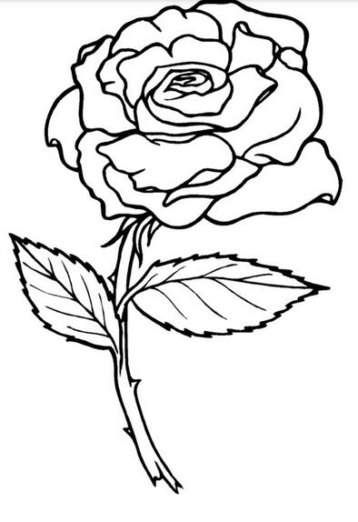 玫瑰图片简笔画 玫瑰图片简笔画手绘
