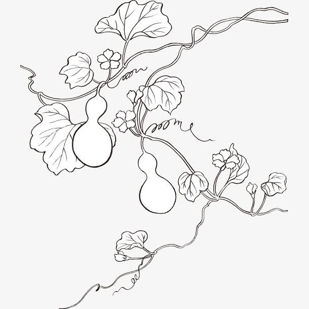 怎么画葫芦简笔画植物简笔画教程(7)藤蔓上的葫芦简笔画怎么画?