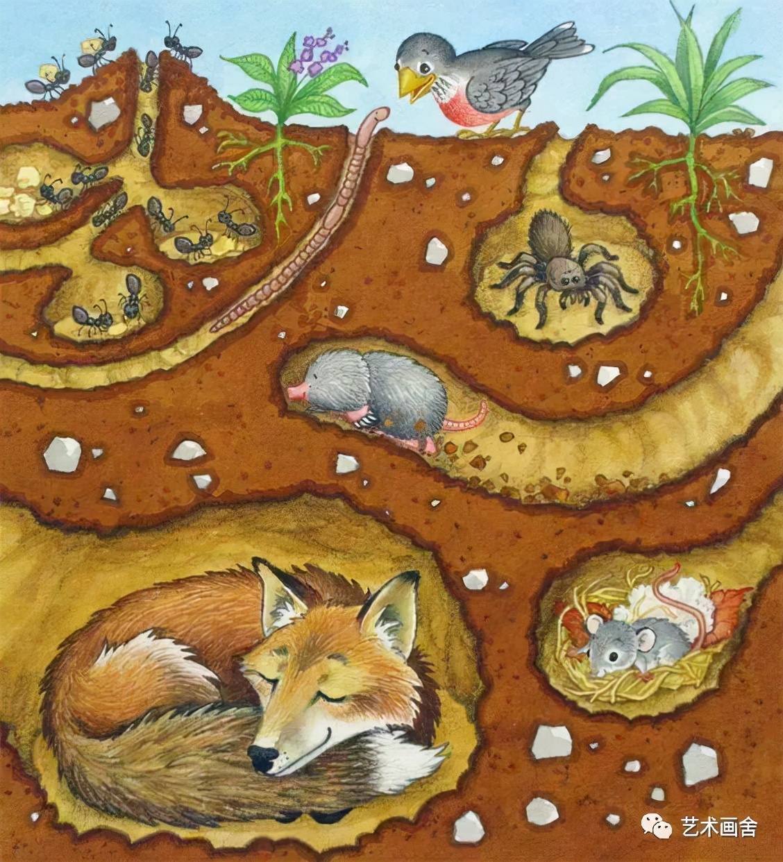 土壤中的小动物绘画图片